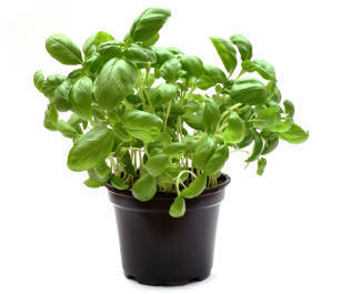 Pot of Herb Basil